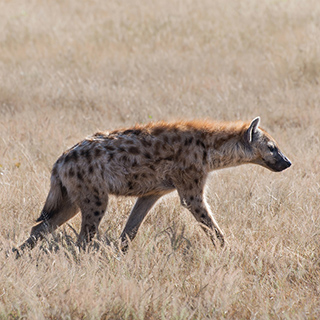 South Luangwa - Spotted hyena